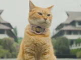 Film “Meong!” Karya Mahasiswa ITB Raih Most Inspiring Film Award
