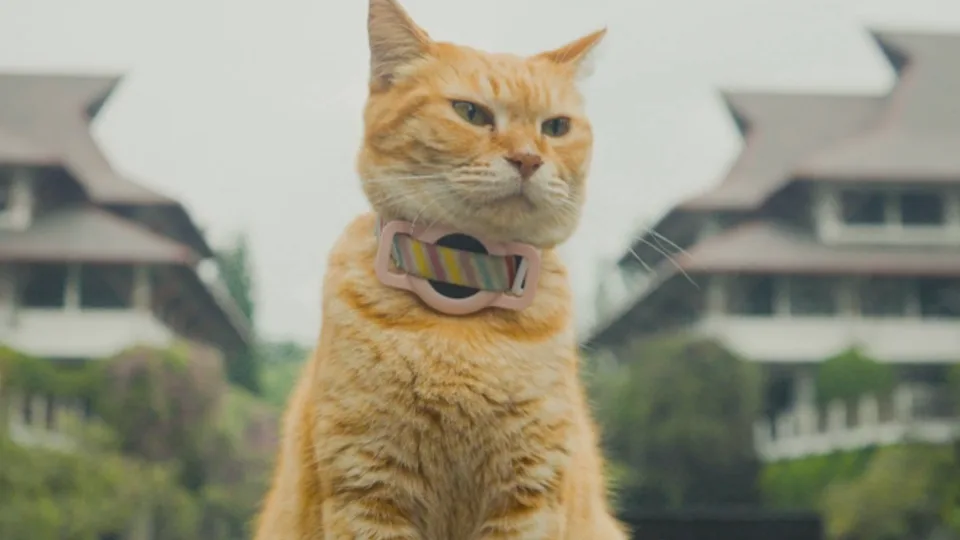 Film “Meong!” Karya Mahasiswa ITB Raih Most Inspiring Film Award